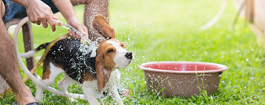 cachorrinho-beagle-fofo-tomando-banho